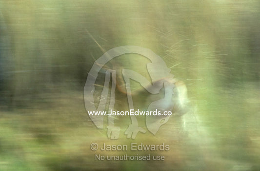 A female Red Lechwe running through a wetland swamp at sunset. Moremi National Park, Botswana.