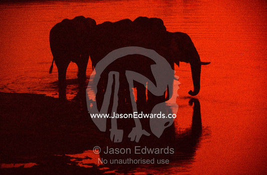 The silhouettes of African Elephants at a waterhole after sunset. Hwange National Park, Zimbawe