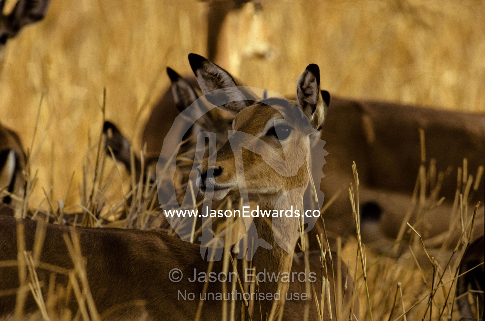 Impalas shading from the heat in a forest, with eyes and ears alert. Serengetti National Park, Tanzania