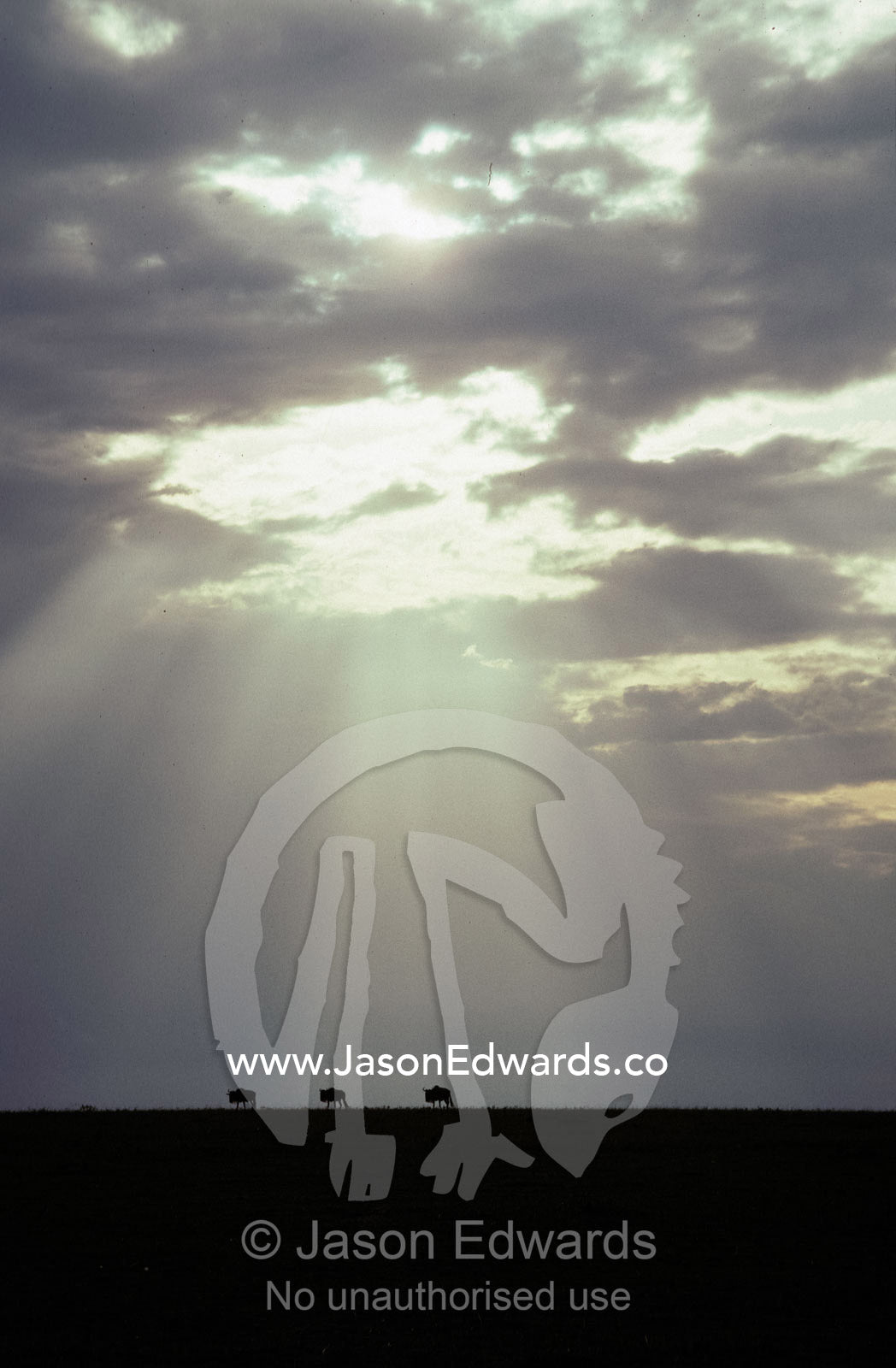 Wildebeeste move across a vast savannah grassland plain at sunset. Masai Mara National Park, Kenya.
