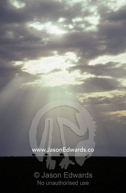 Wildebeeste move across a vast savannah grassland plain at sunset. Masai Mara National Park, Kenya.