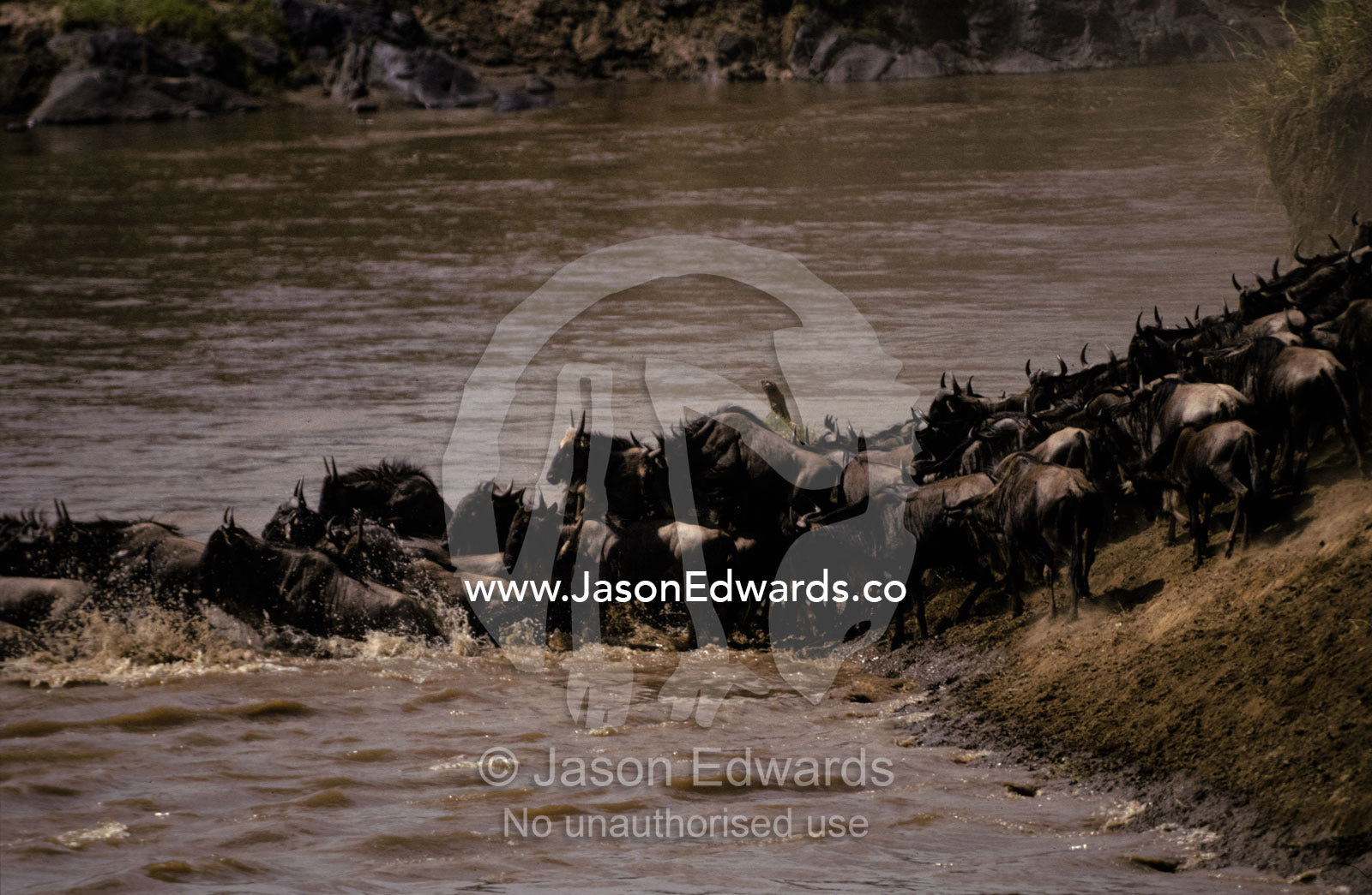 A migrating Wildebeeste herd stampedes across the Mara river. Masai Mara National Park, Kenya.