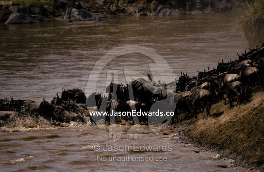 A migrating Wildebeeste herd stampedes across the Mara river. Masai Mara National Park, Kenya.