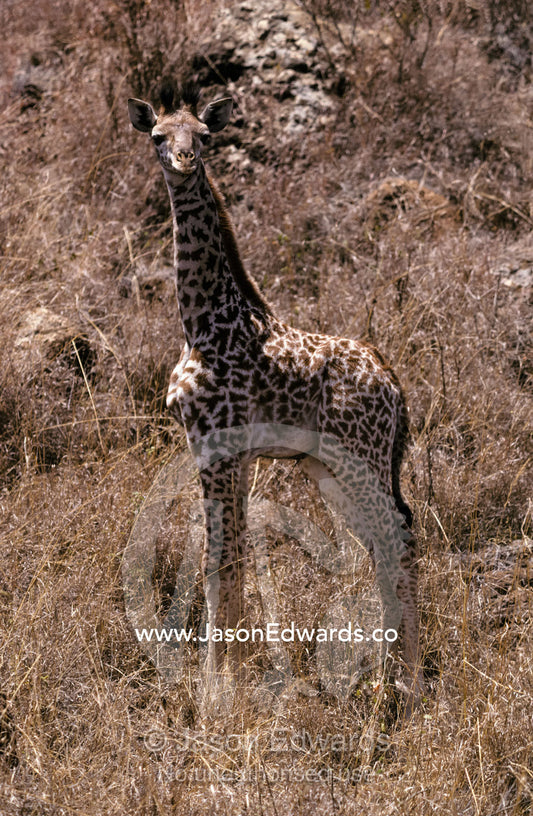 A young Giraffe calf with its dry umbilical cord from birth attached. Nairobi National Park, Kenya.