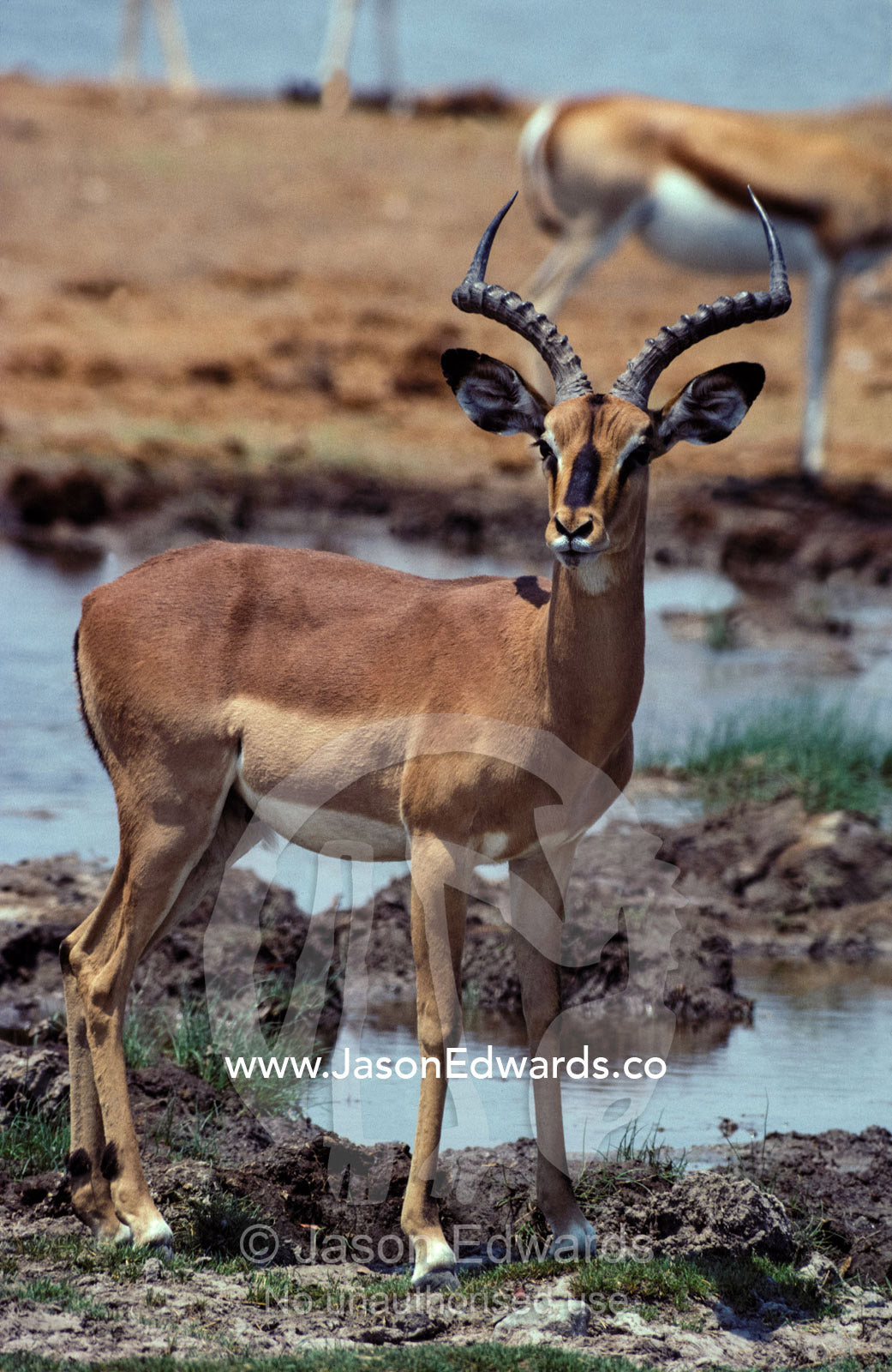 An Endangered Black-faced Impala stands alert by a waterhole. Etosha National Park, Namibia.
