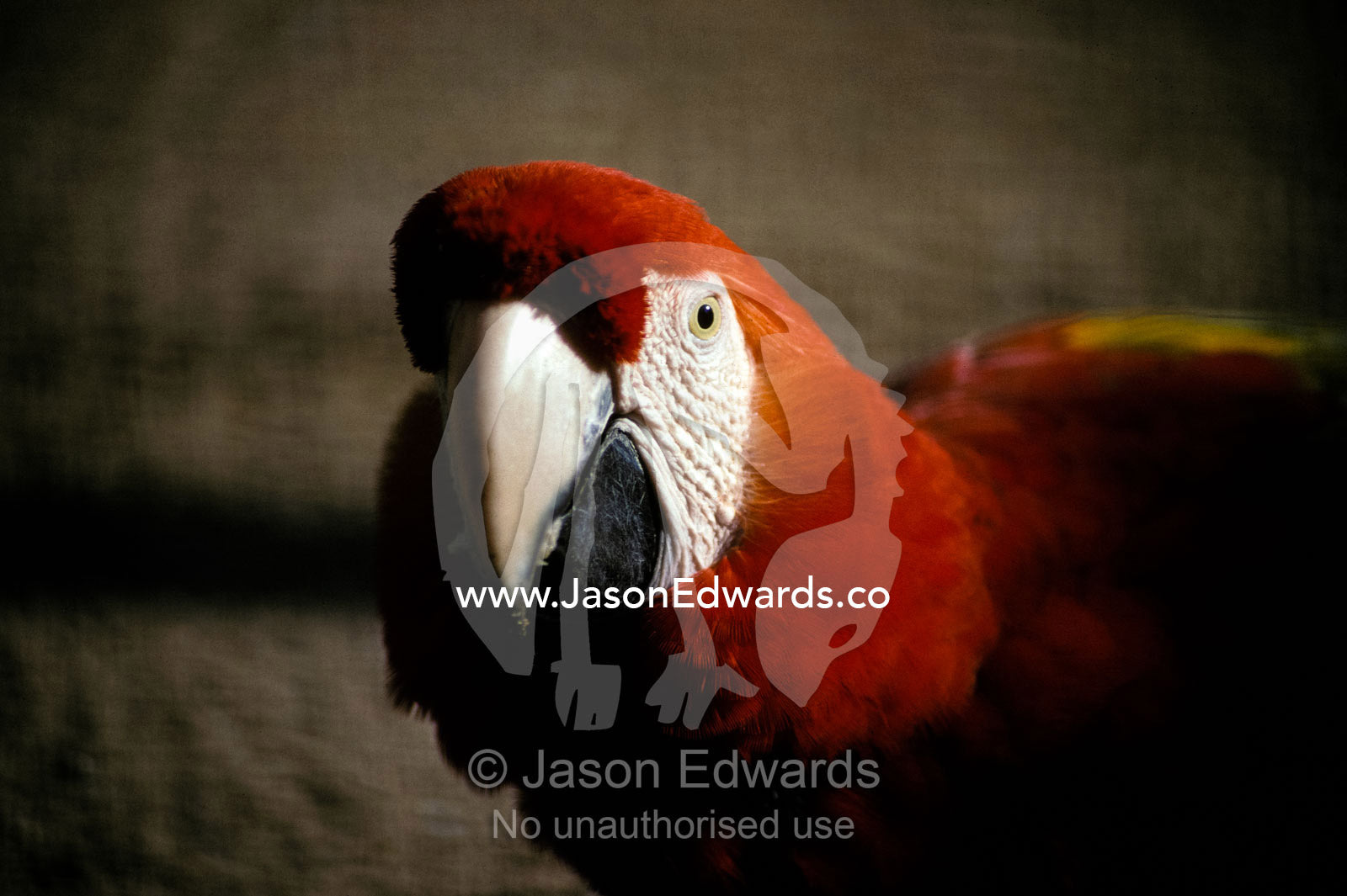 The bright red feathers of Scarlet Macaw. Melbourne Zoo, Victoria, Australia.