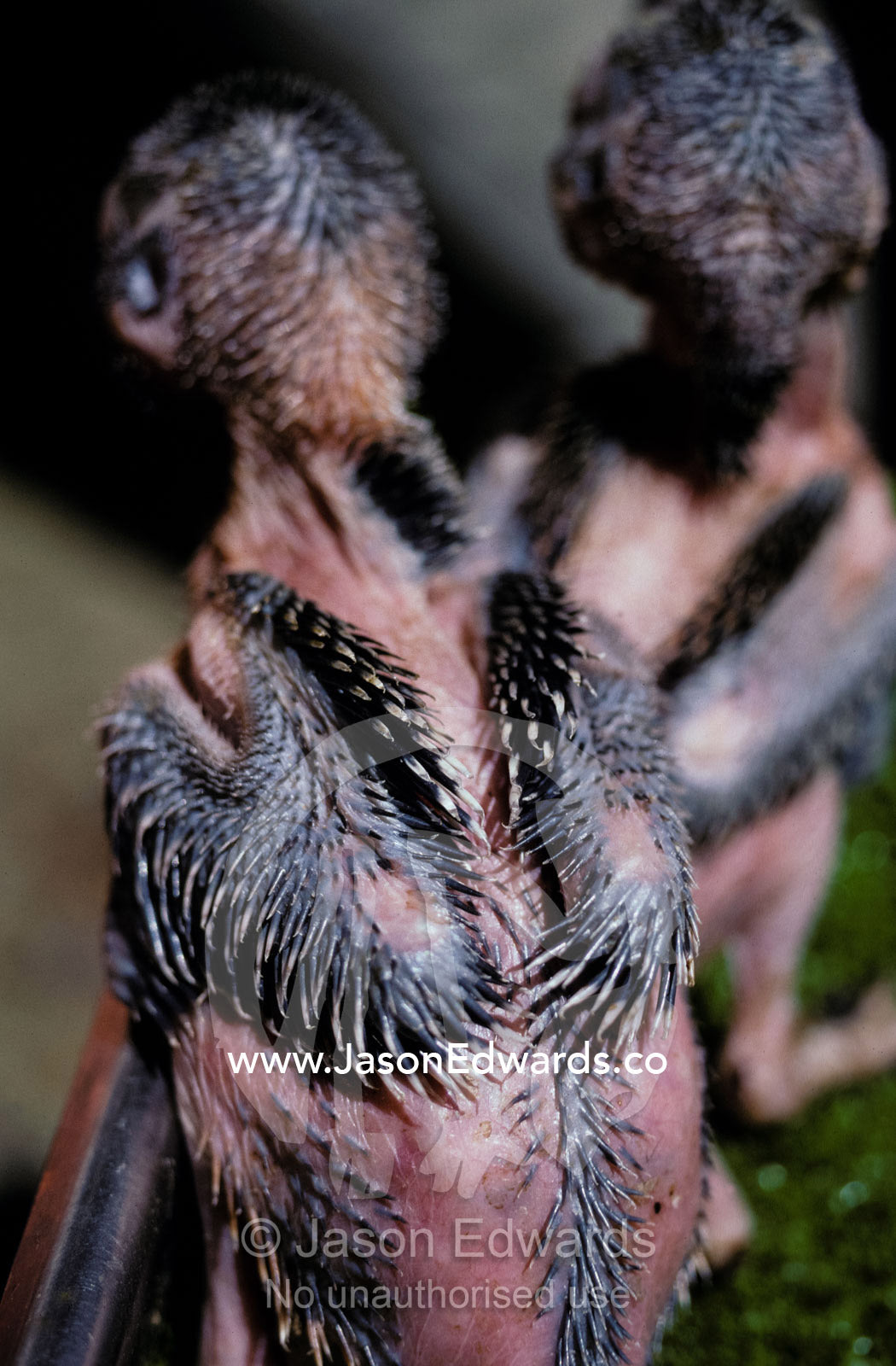 The new flight feathers of a 15 day old  Blue-winged Kookaburra chick. Melbourne Zoo, Victoria, Australia.