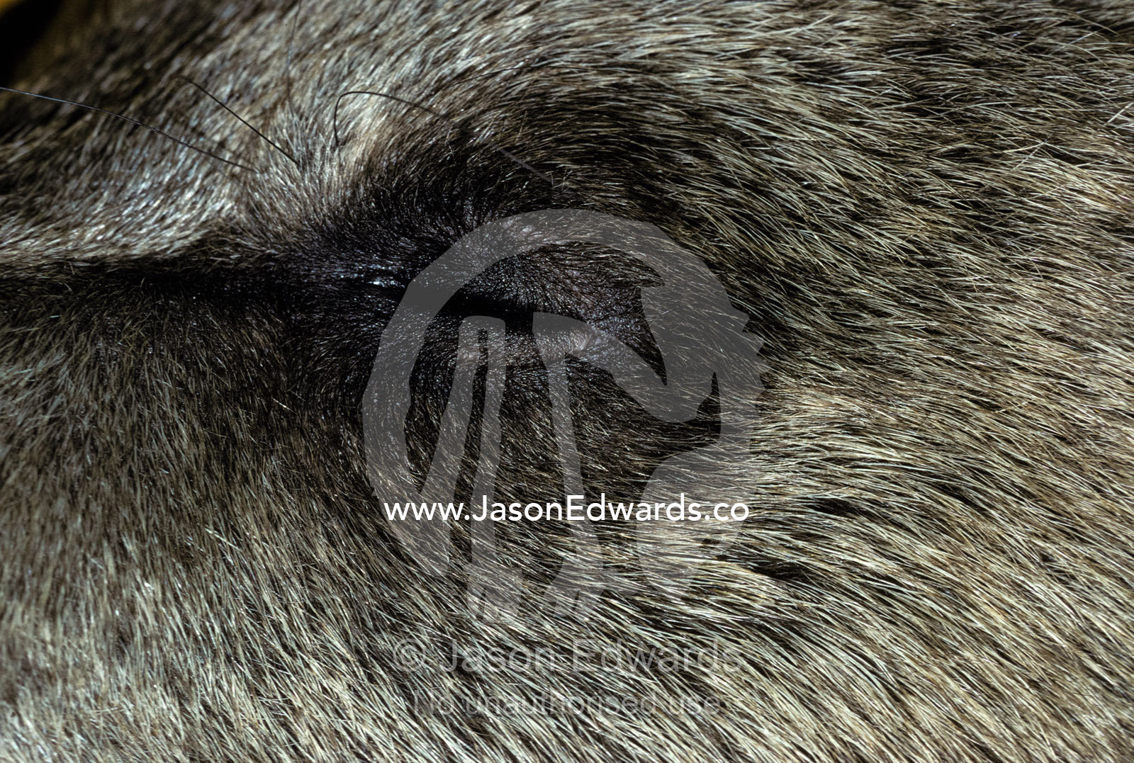 Young endangered Syrian Brown Bear cub sleeps after a vet anaesthetic. Melbourne Zoo, Victoria, Australia.