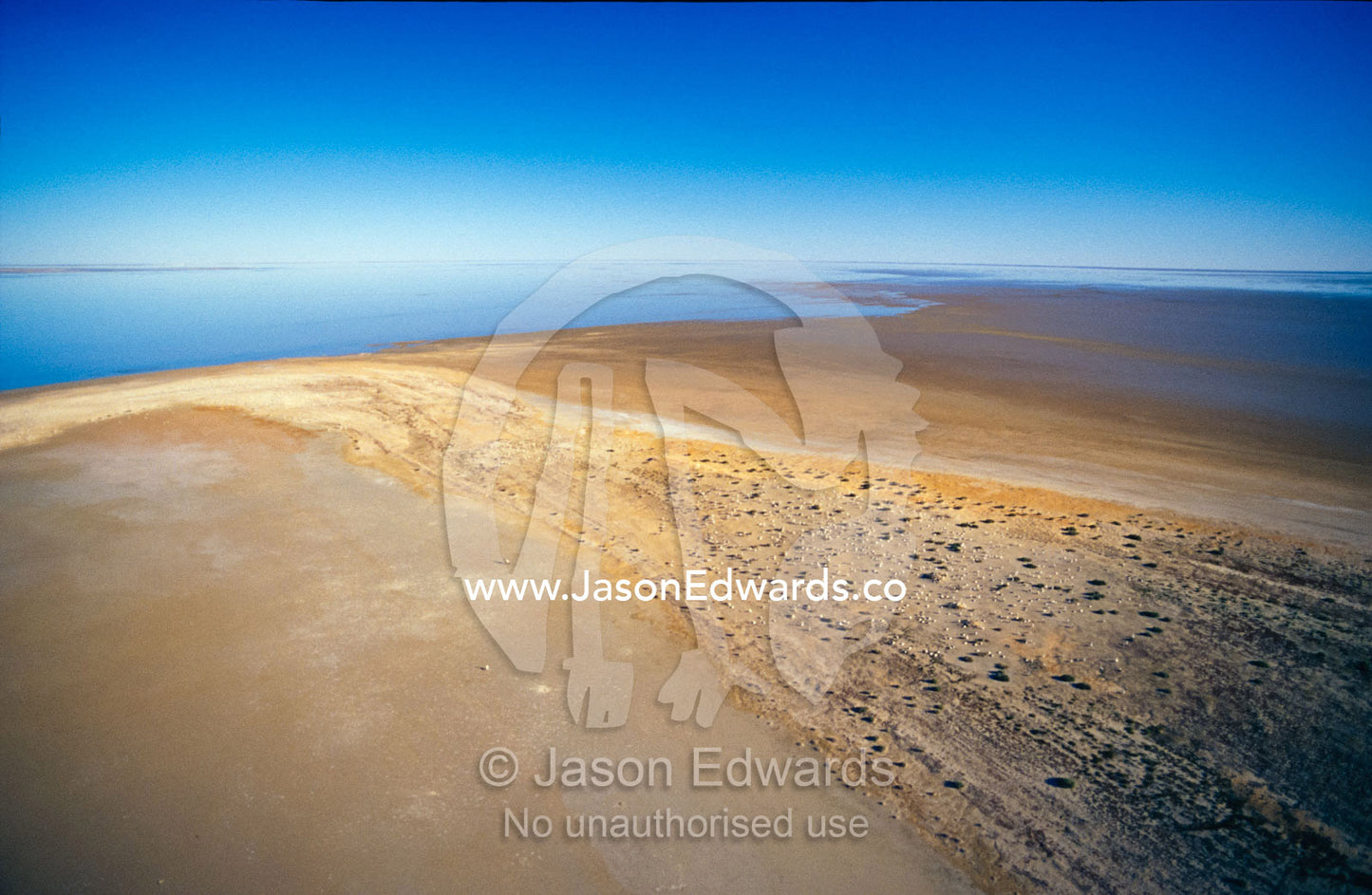 Australian Pelican flock on the shore of a flooded inland salt lake. Lake Eyre North National Park, South Australia.