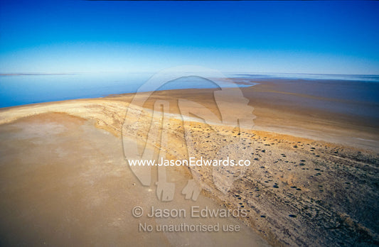 Australian Pelican flock on the shore of a flooded inland salt lake. Lake Eyre North National Park, South Australia.