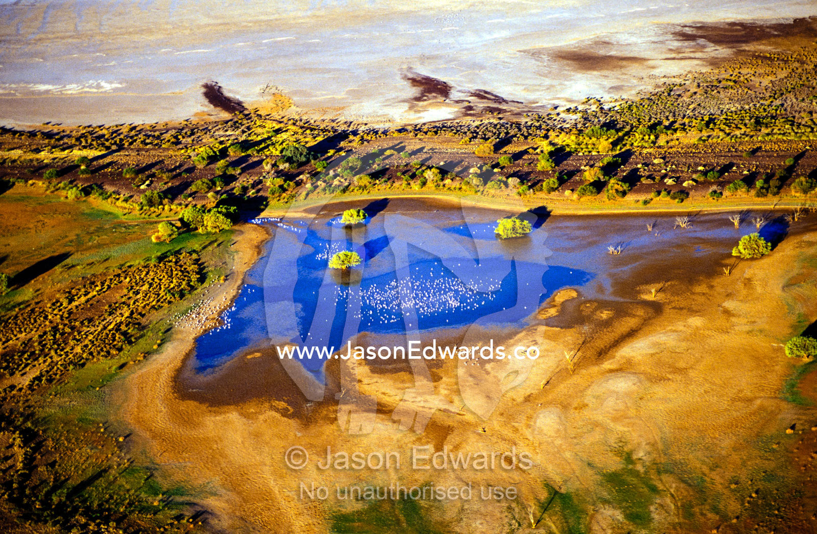 A flock of Black-winged Stilts on a fresh  water saok by a salt lake. Lake Eyre National Park, South Australia.