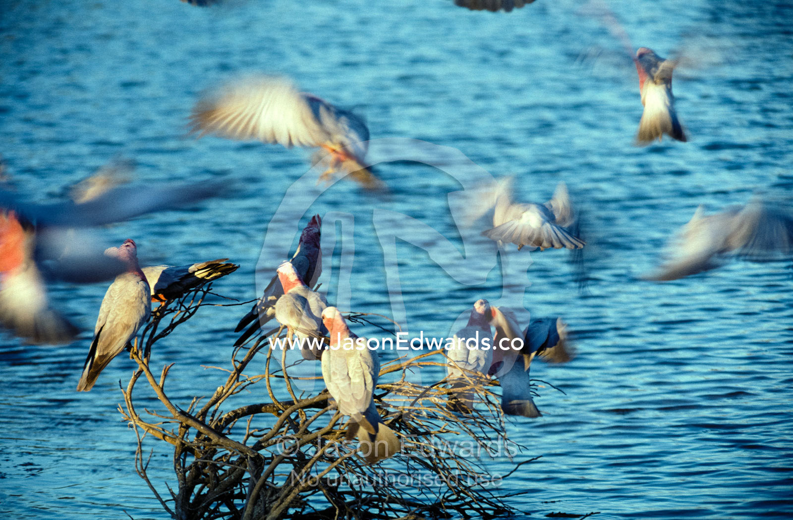Galahs in flight and coming in to land by an inland salt lake. Lake Eyre National Park, South Australia.