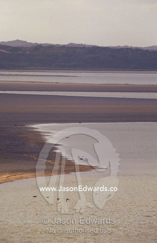 Ducks in flight over a vast mud flat in a coastal wetland. Coorong National Park, South Australia.