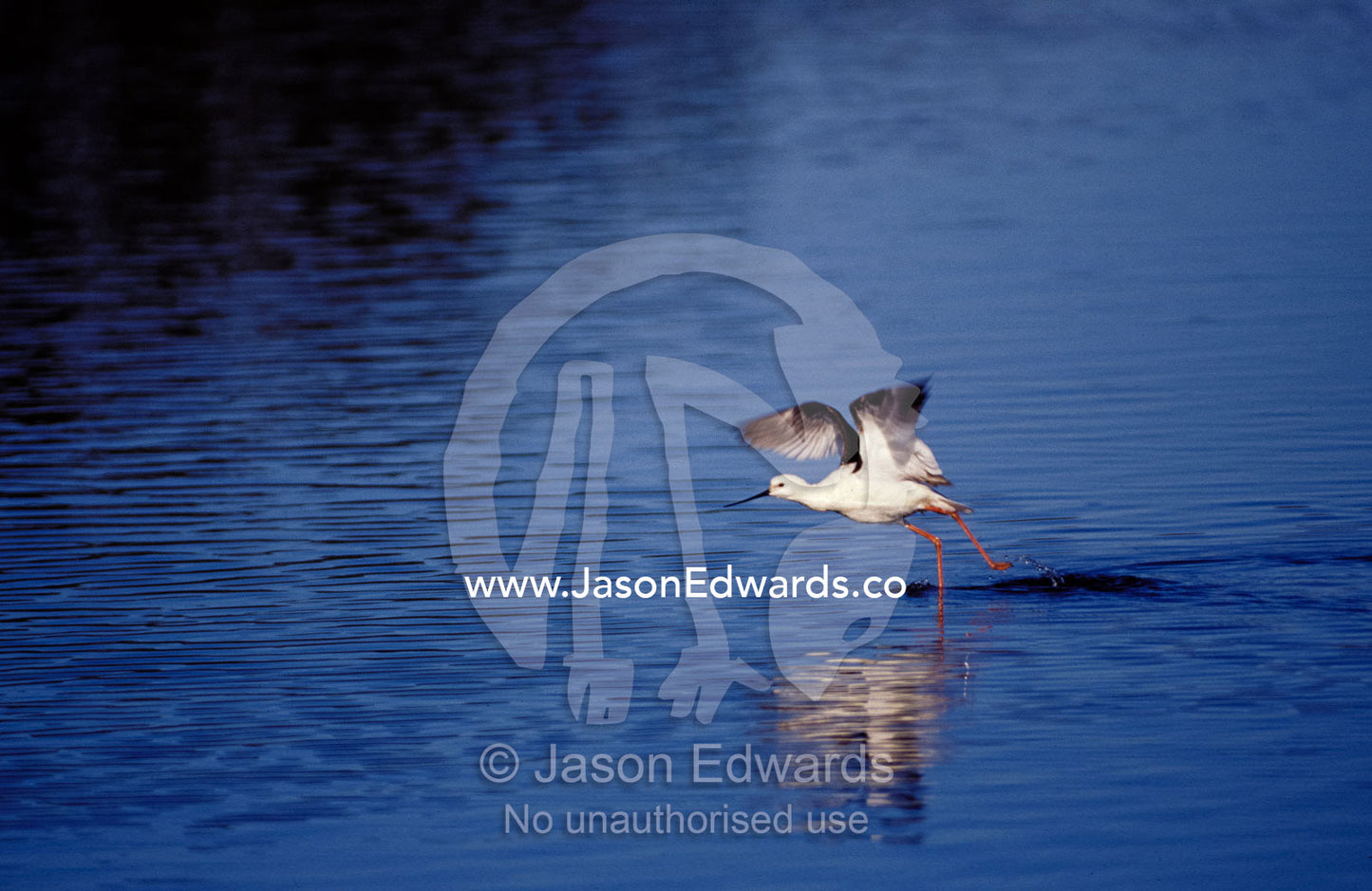 A Banded Stilt running on water surface to gain lift for take off. Coorong National Park, South Australia.