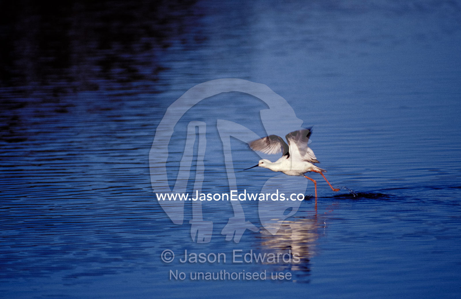 A Banded Stilt running on water surface to gain lift for take off. Coorong National Park, South Australia.