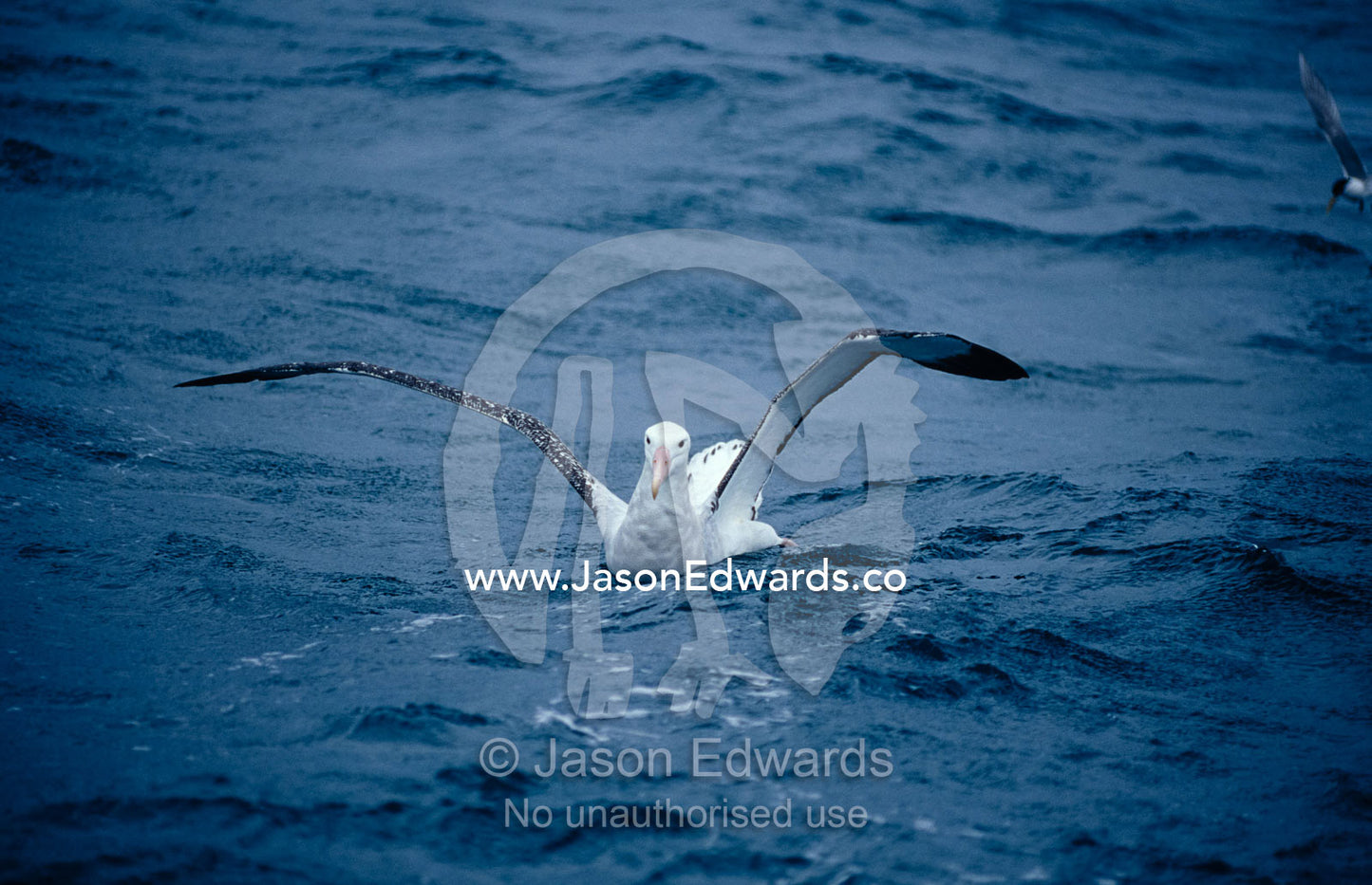 A Wandering Albatross landing on the ocean using wings as air brakes. Woollongong, New South Wales, Australia.