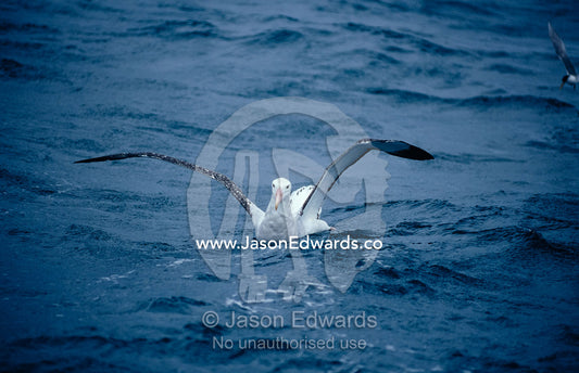 A Wandering Albatross landing on the ocean using wings as air brakes. Woollongong, New South Wales, Australia.