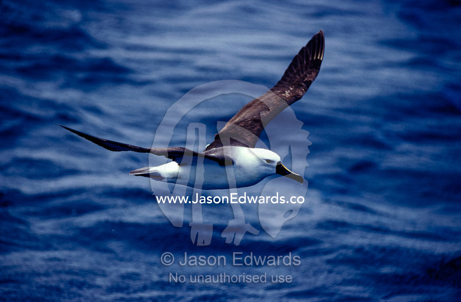 A Yellow Nosed Albatross in flight gliding over the ocean surface. Woollongong, New South Wales, Australia.