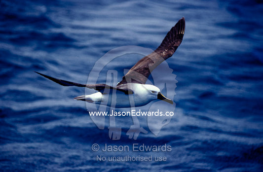 A Yellow Nosed Albatross in flight gliding over the ocean surface. Woollongong, New South Wales, Australia.