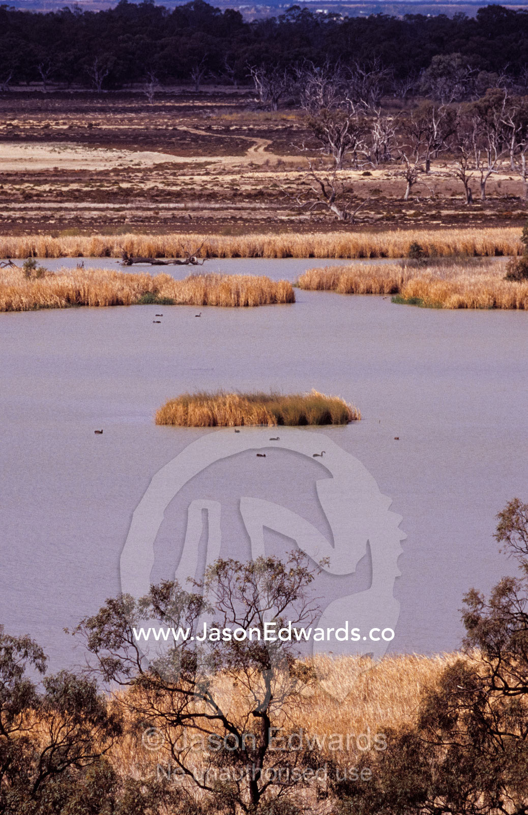 Black Swans resting and feeding on a vast river wetland. Banrock Station Winery, Kingston on Murray, South Australia.