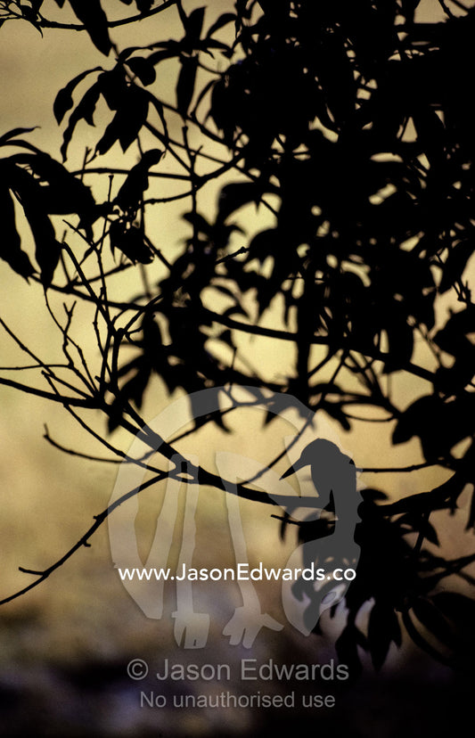The silhouette of a Kingfisher roosting in a tree at sunset. Keoladeo Ghana National Park, Bharatpur, India.