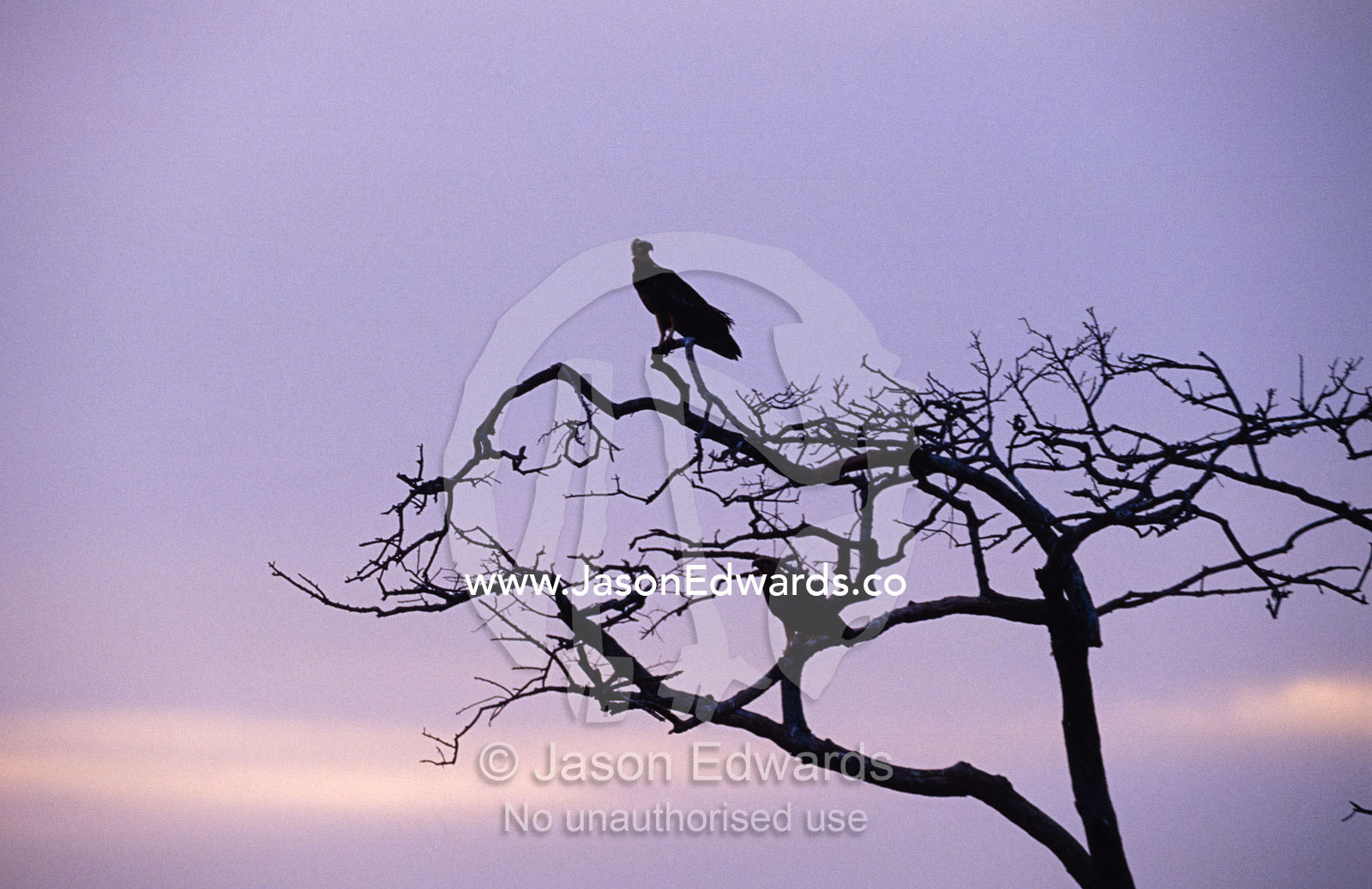 A pair of Grey-headed Fish Eagle greet the dawn from their tree roost. Yala National Park, Sri Lanka.