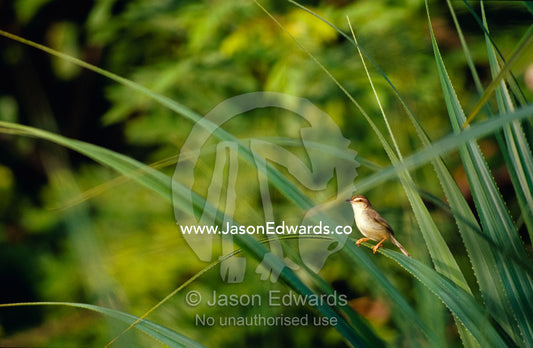 A diminutive Clamorous Reed Warbler peers from wetland reeds at dawn. Habarana Tank, Sri Lanka.