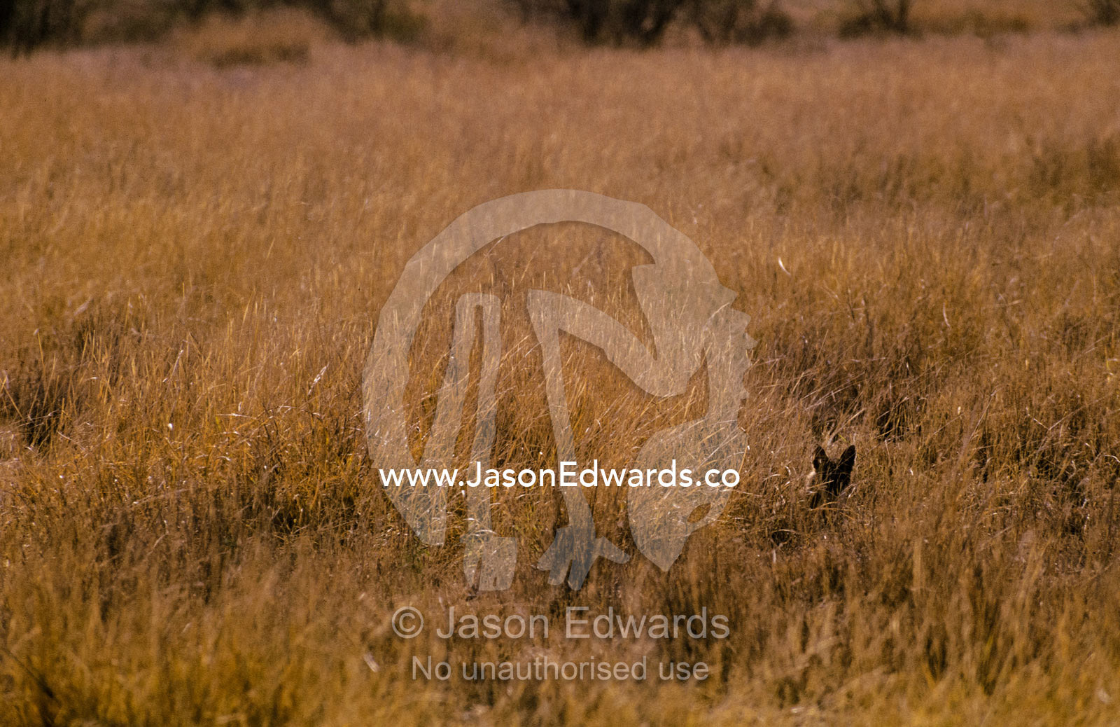 An Indian Jackal stalking prey in a tall, dry grassland. Velavadar National Park, India.