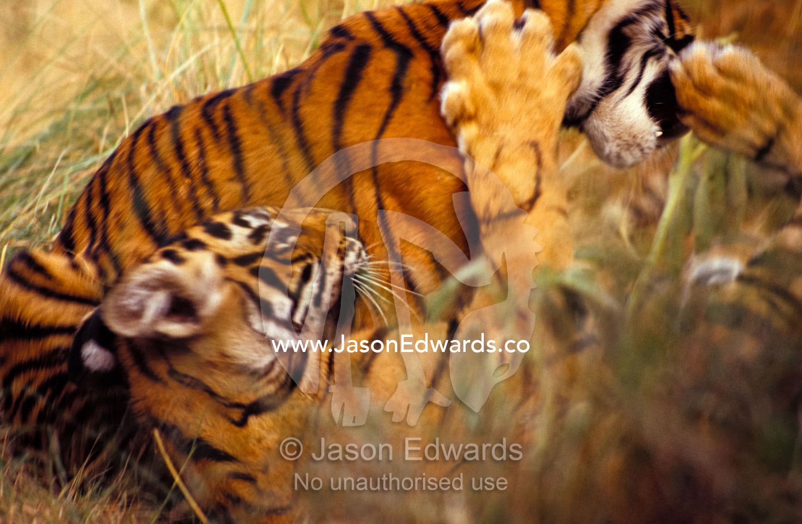 Endangered Bengal Tiger cubs play wrestle in tall grasses with jaws. Ranthambhore National Park, India.