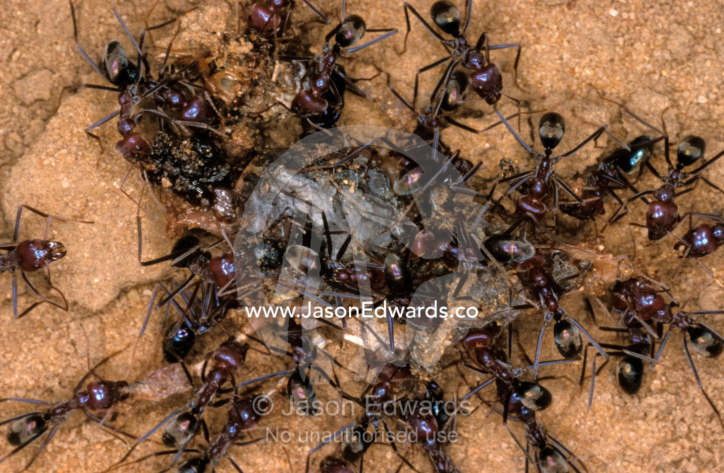 A chaotic and relentless Ant colony feeding on dead insect prey. Epping Forest National Park, Scientific, Queensland, Australia.