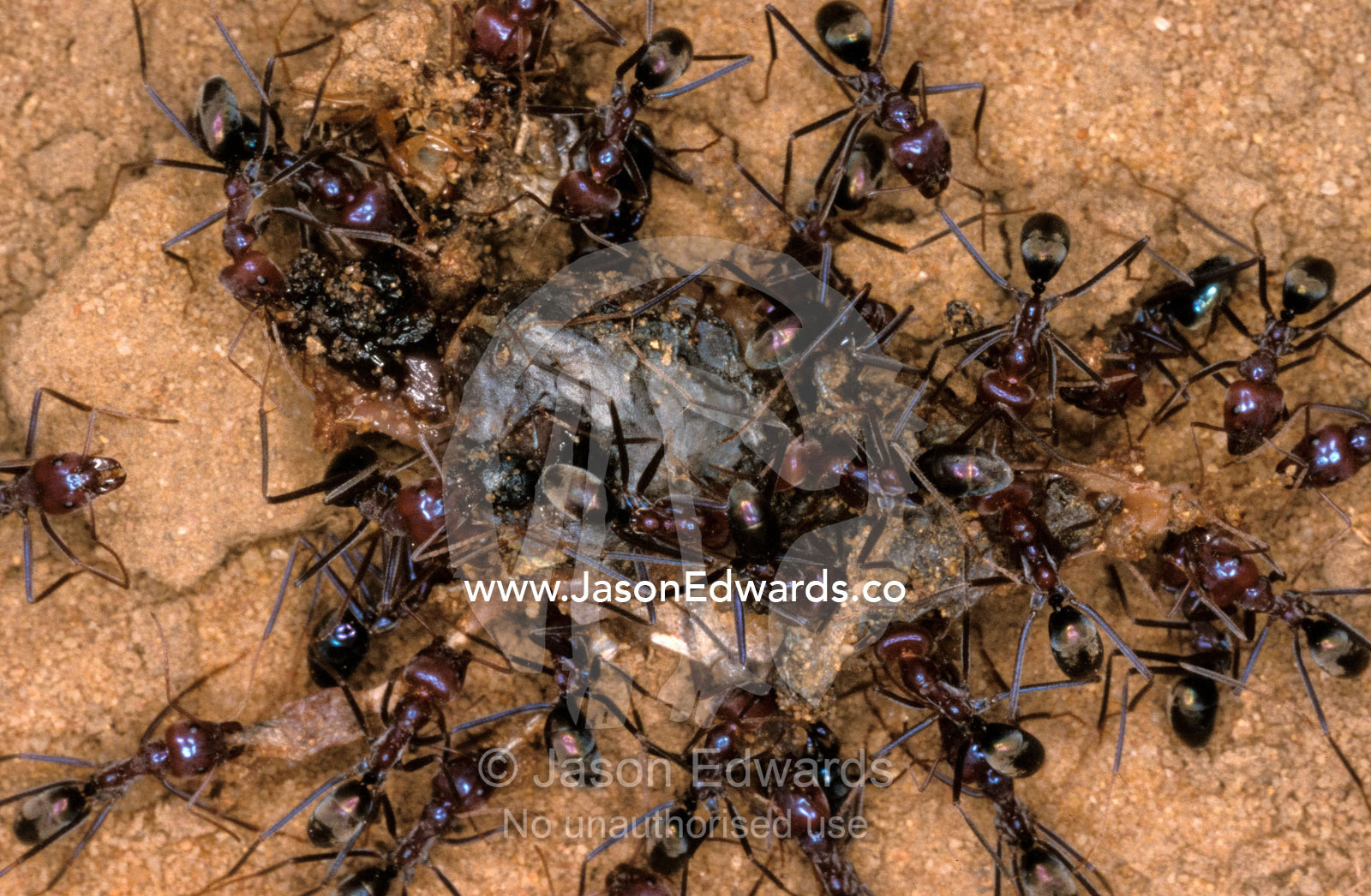 A chaotic and relentless Ant colony feeding on dead insect prey. Epping Forest National Park, Scientific, Queensland, Australia.