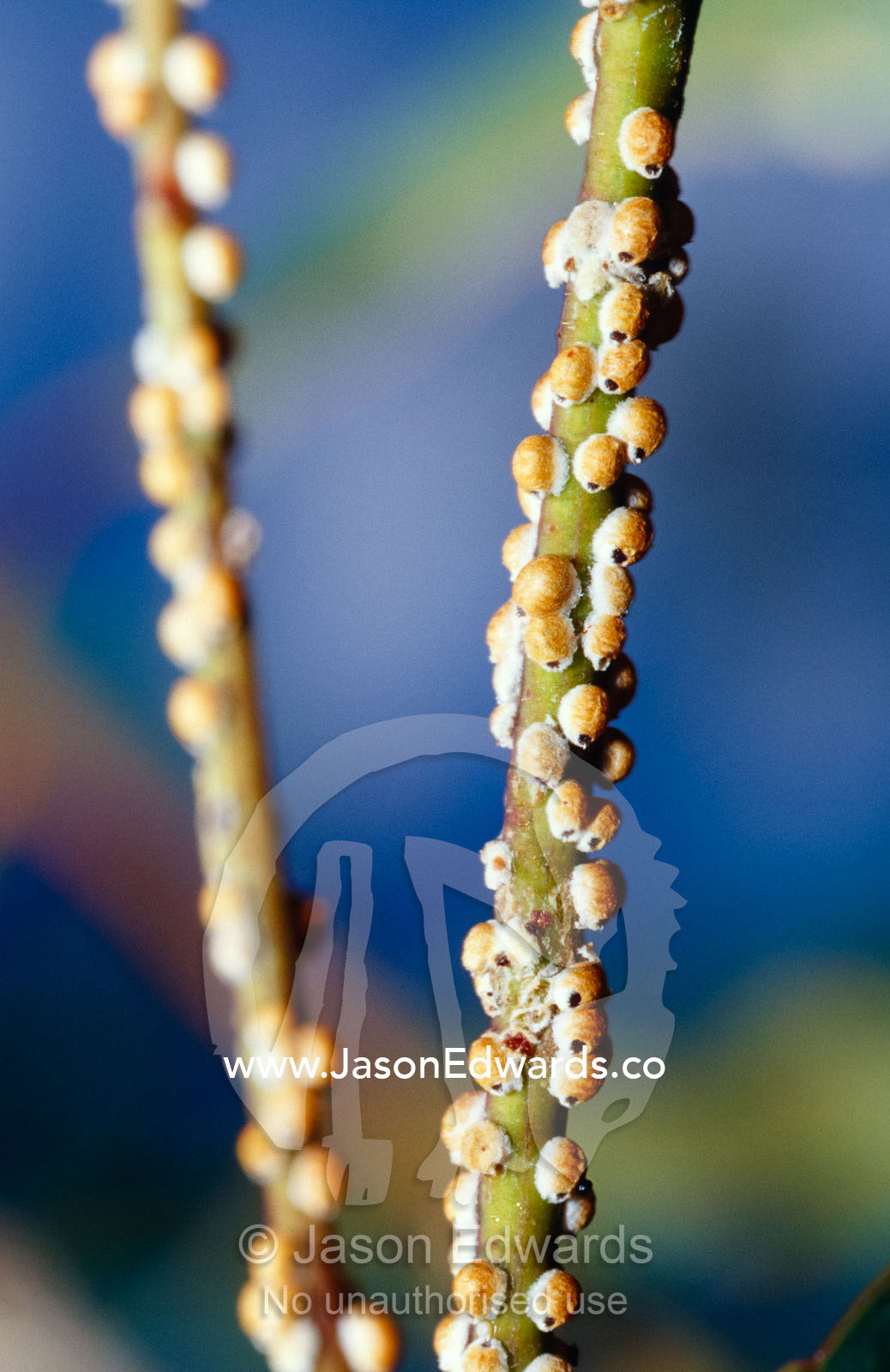Insect Galls cover the stems of a Eucalypt Gum tree in a river bed. Bulla Tail Creek, Mundiwa Station Deriliquin, New South Wales, Australia.