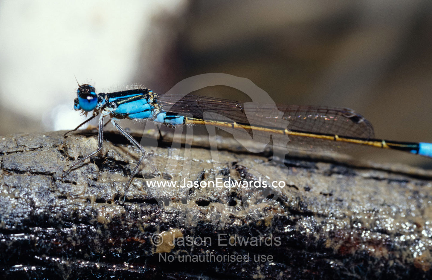 A beautiful Damselfly with a bright blue body on a log in a stream. Bulla Tail Creek, Mundiwa Station Deriliquin, New South Wales, Australia.