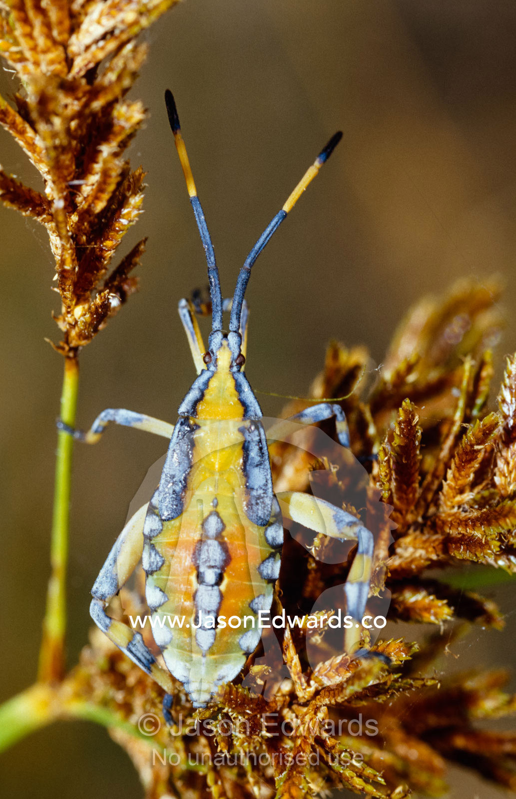 A colorful bright yellow, orange and blue Shield Bug on a seed head. Bulla Tail Creek, Mundiwa Station Deriliquin, New South Wales, Australia