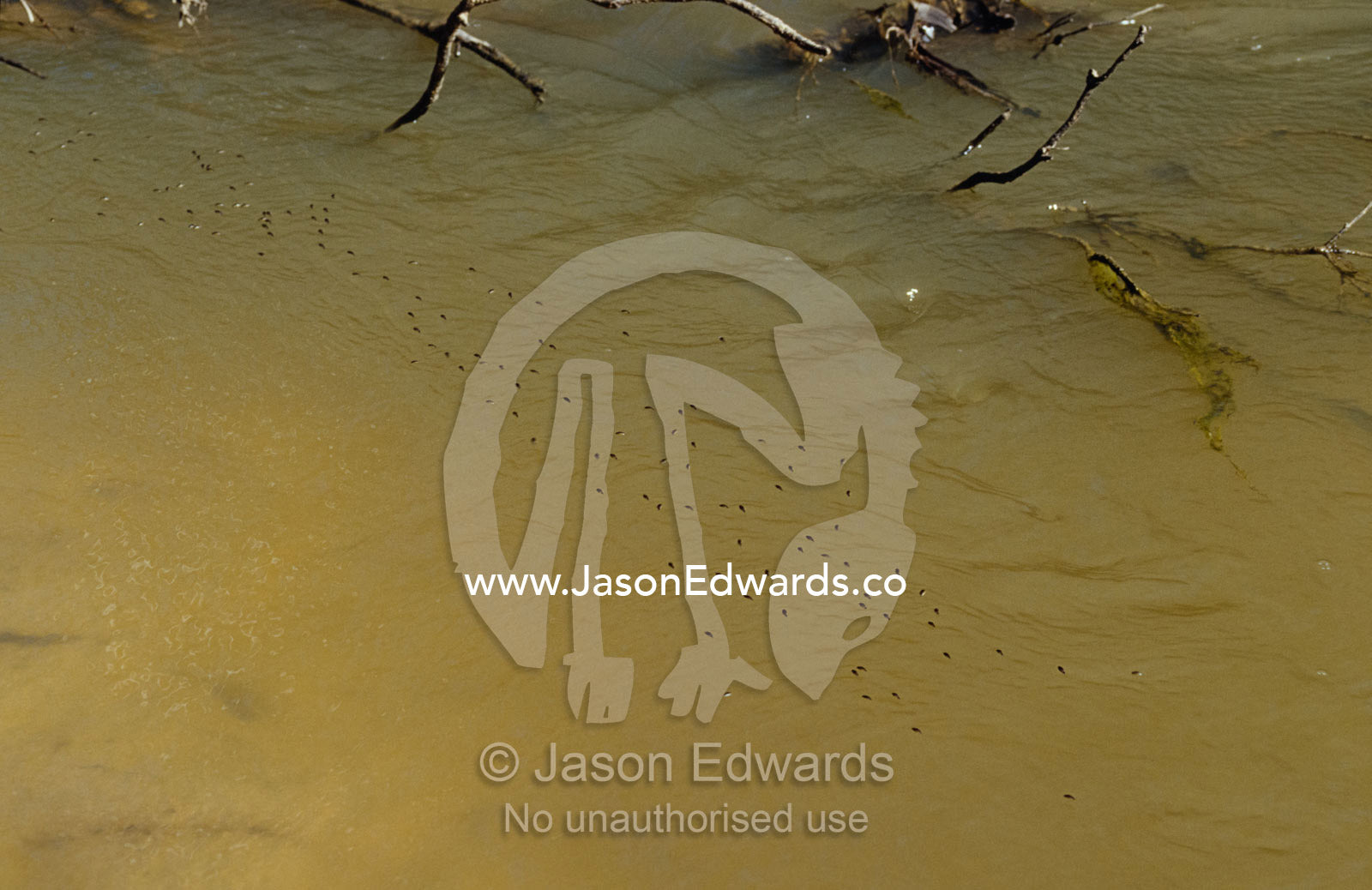 Whirligig Beetles, Gyrinidae, on  the surface of a forest stream. Bulla Tail Creek, Mundiwa Station Deriliquin, New South Wales, Australia.