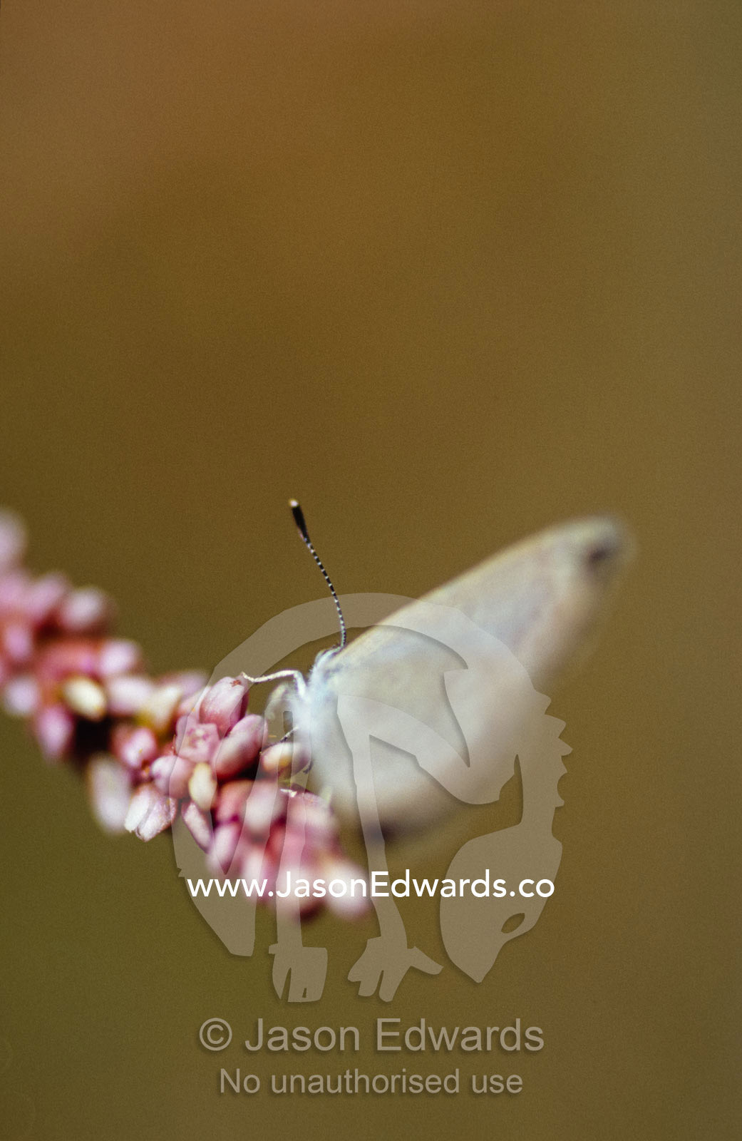 A Common Grass Blue Butterfly feeding on a river flower at dawn. Bulla Tail Creek, Mundiwa Station Deriliquin, New South Wales, Australia.