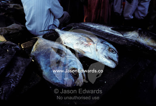 Fish for sale in the open air at the Sassoon Fish Docks market. Bombay Mumbai, India.