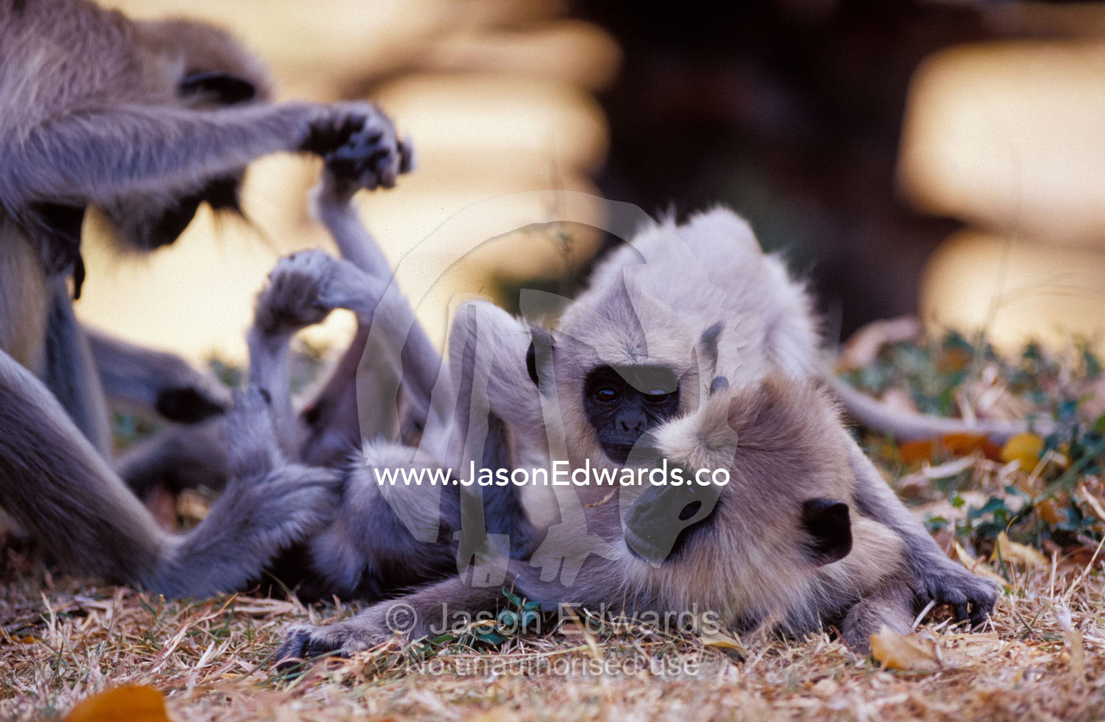 A family troop of Purple Faced Langur play wrestle and social groom. Polonnaruwa Ancient City, Sri Lanka.