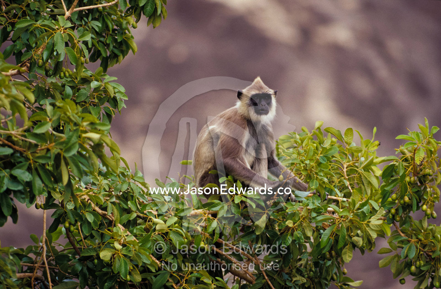 A watchful Hanuman Monkey perched in the forest canopy, feeding. Yala National Park, Sri Lanka.