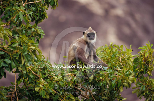 A watchful Hanuman Monkey perched in the forest canopy, feeding. Yala National Park, Sri Lanka.
