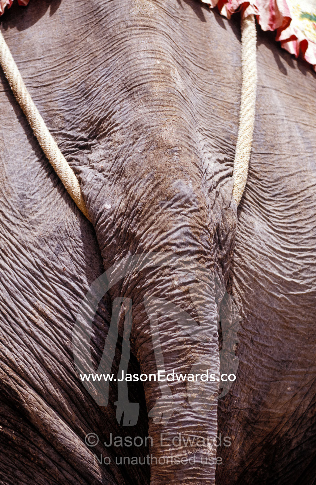 A working Asian Elephant tail, rope harness, tough hide and wrinkles. Amber Fort Jaipur, India.