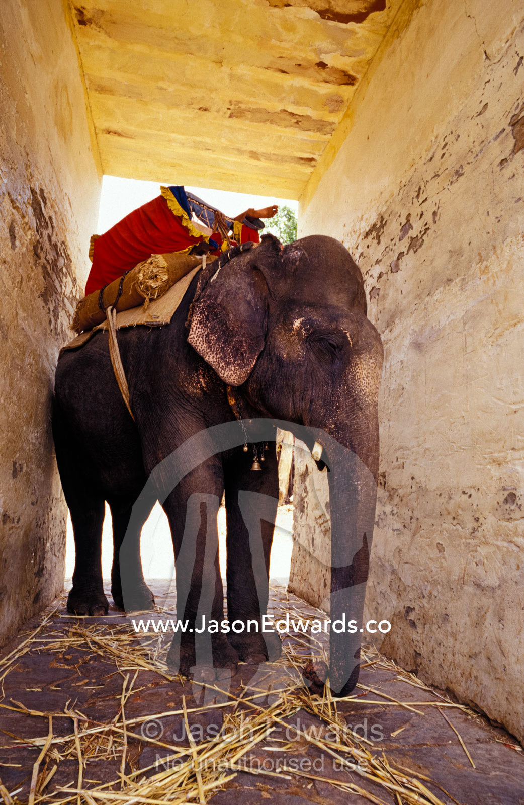 A working Asian Elephant rests in the shade of a fort feeding on cane. Amber Fort, Jaipur, India.