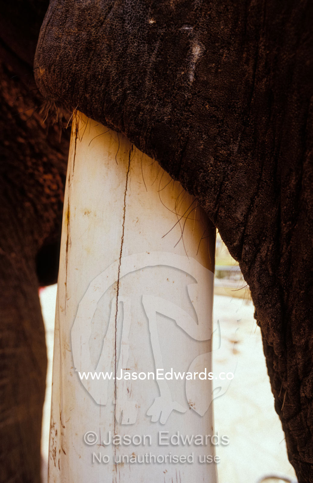 Clos-up of an Asian Elephant's massive ivory tusk and tough hide. Amber Fort, Jaipur, India.