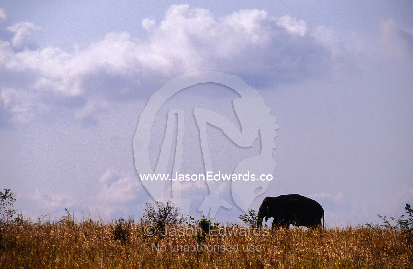 An endangered Sri Lankan Asian Elephant marches across a grassland. Uda Walawe National Park Sri Lanka.