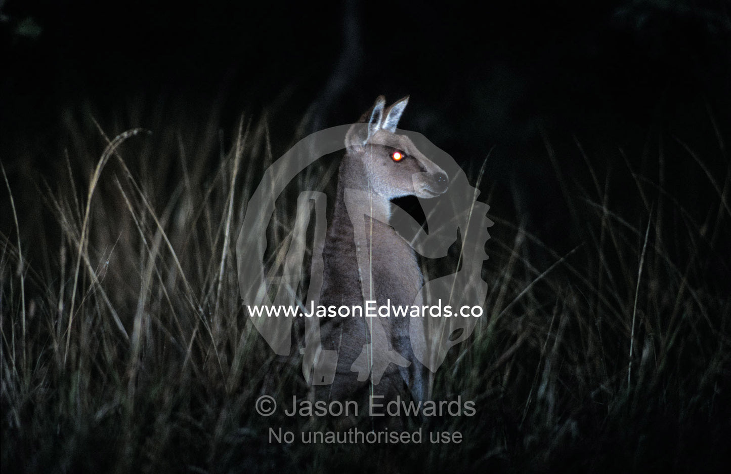 The alert posture of a nocturnal Eastern Grey Kangaroo in a grassland. Epping National Park, Scientific, Queensland, Australia.
