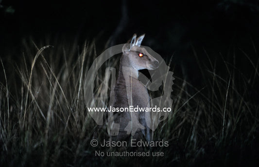 The alert posture of a nocturnal Eastern Grey Kangaroo in a grassland. Epping National Park, Scientific, Queensland, Australia.