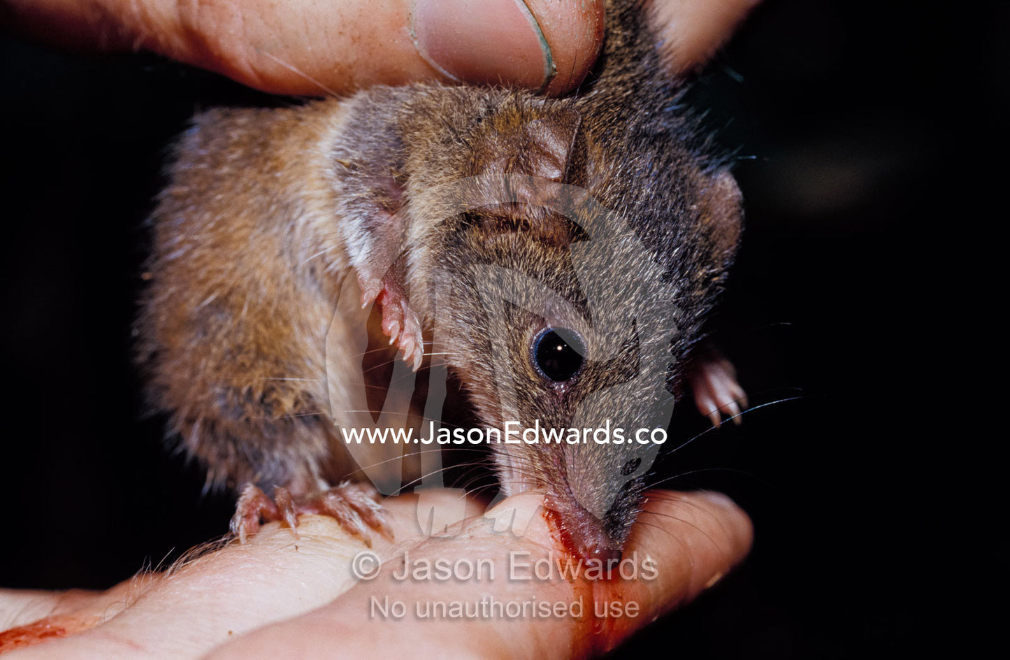 A Dusky Antechinus biting the finger of a researcher. Yellingbo Nature Conservation Reserve, Victoria, Australia.