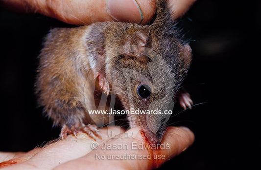 A Dusky Antechinus biting the finger of a researcher. Yellingbo Nature Conservation Reserve, Victoria, Australia.