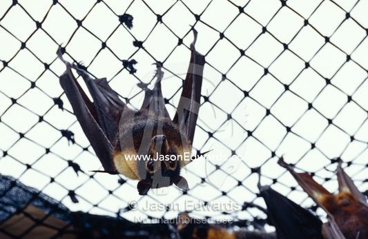 Vulnerable Spectacled Flying foxes hanging from a wire cage roof. Atherton Tablelands, Queensland, Australia.