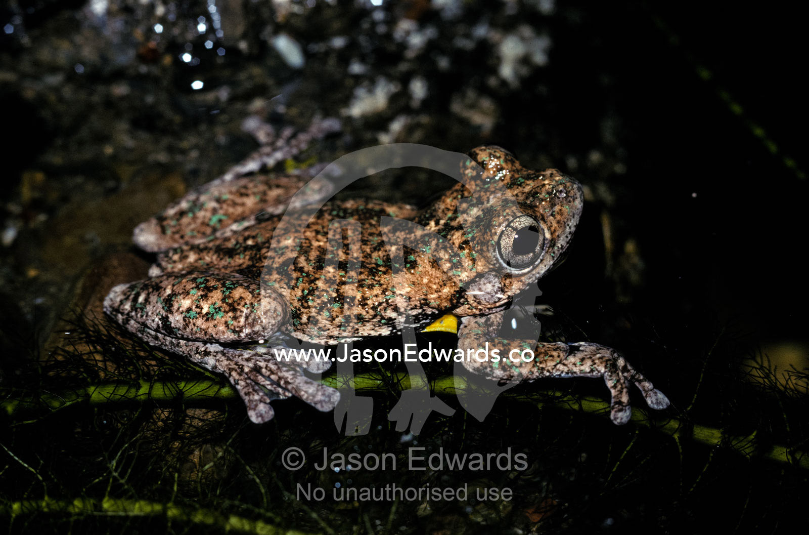 A Perons Tree Frog floats in a wetland pool. Melbourne Zoo, Victoria, Australia.